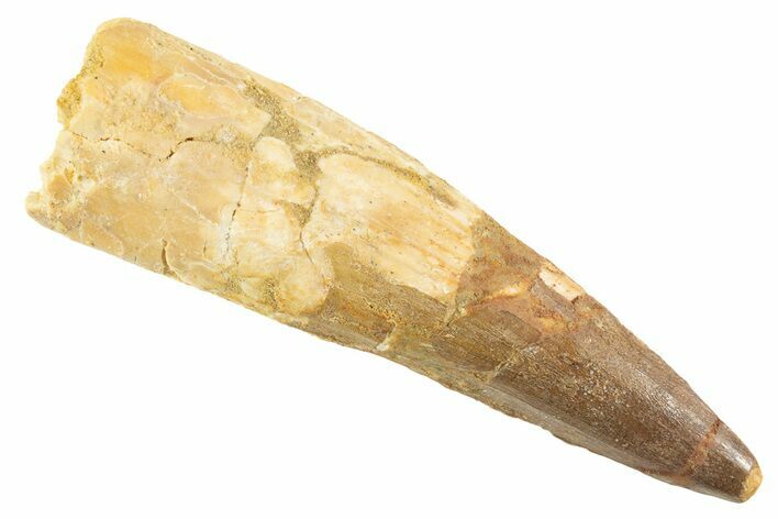 Fossil Spinosaurus Tooth - Real Dinosaur Tooth #343591